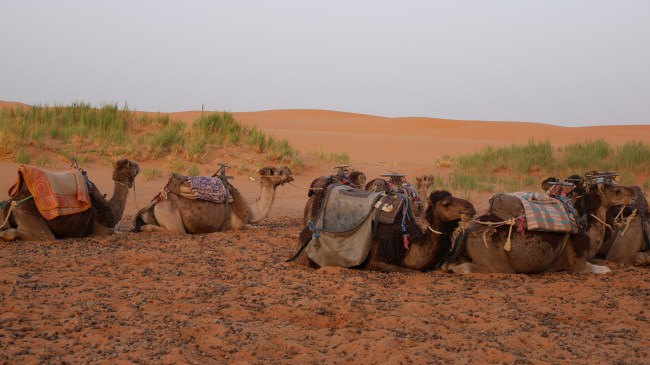 Camels 4