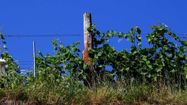 Moon in the vines